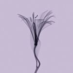 ⁦شامبو كوندال بشجرة الشاي والمكاداميا للتنظيف العميق 500 مل -  بالمسك الأبيض⁩ - الصورة ⁦2⁩