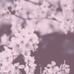 ⁦كوندال مكاداميا مصل الشعر الفائق 100 مل -  بزهر الكرز⁩ - الصورة ⁦2⁩