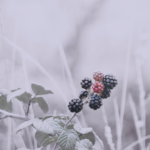 ⁦لوشن الجسم النقي بالعسل والمكاداميا من كوندال 500 مل - بلاك بيري باي⁩ - الصورة ⁦2⁩